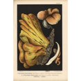 thumbnail image 2 of Bracket Fungus, Laetiporus Sulphureus, Anda Poster Print By ® Florilegius Mary Evans (18 X 24), 2 of 4