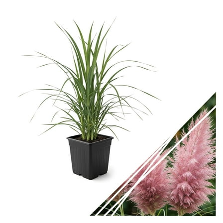 Live Pink Pampas Grass (Cortaderia selloana) - Showy Perennial Accent Plant - 12" Tall by 6" Wide in 1.5 Qt Pot
