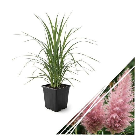 Live Pink Pampas Grass (Cortaderia selloana) - Showy Perennial Accent Plant - 12" Tall by 6" Wide in 1.5 Qt Pot