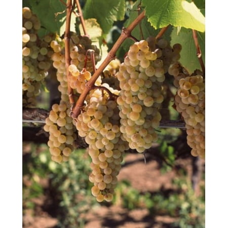 Carneros Chardonnay - Chardonnay grapes in vineyard Carneros Region California USA Poster Print by Panoramic Images (29 x 36)