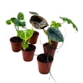 thumbnail image 4 of Rare Alocasia Assortment, 2 inch Set of 6, Jewel Variegated Jacklyn, Cuprea Pixie Plants, 4 of 5