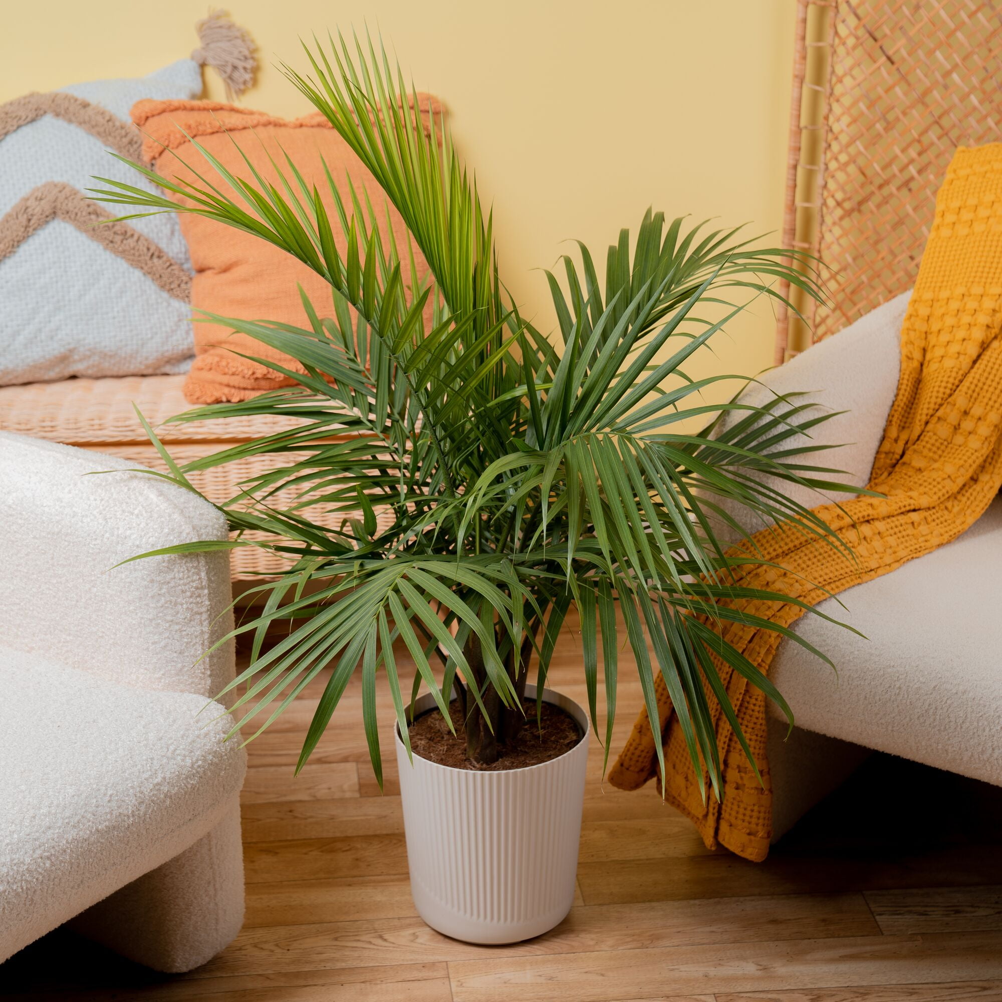 Costa Farms 32" Tall Majesty Palm Live House Plants in 10" Décor Pot