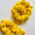thumbnail image 1 of Also Sophia Yellow Marigold, 1 of 1