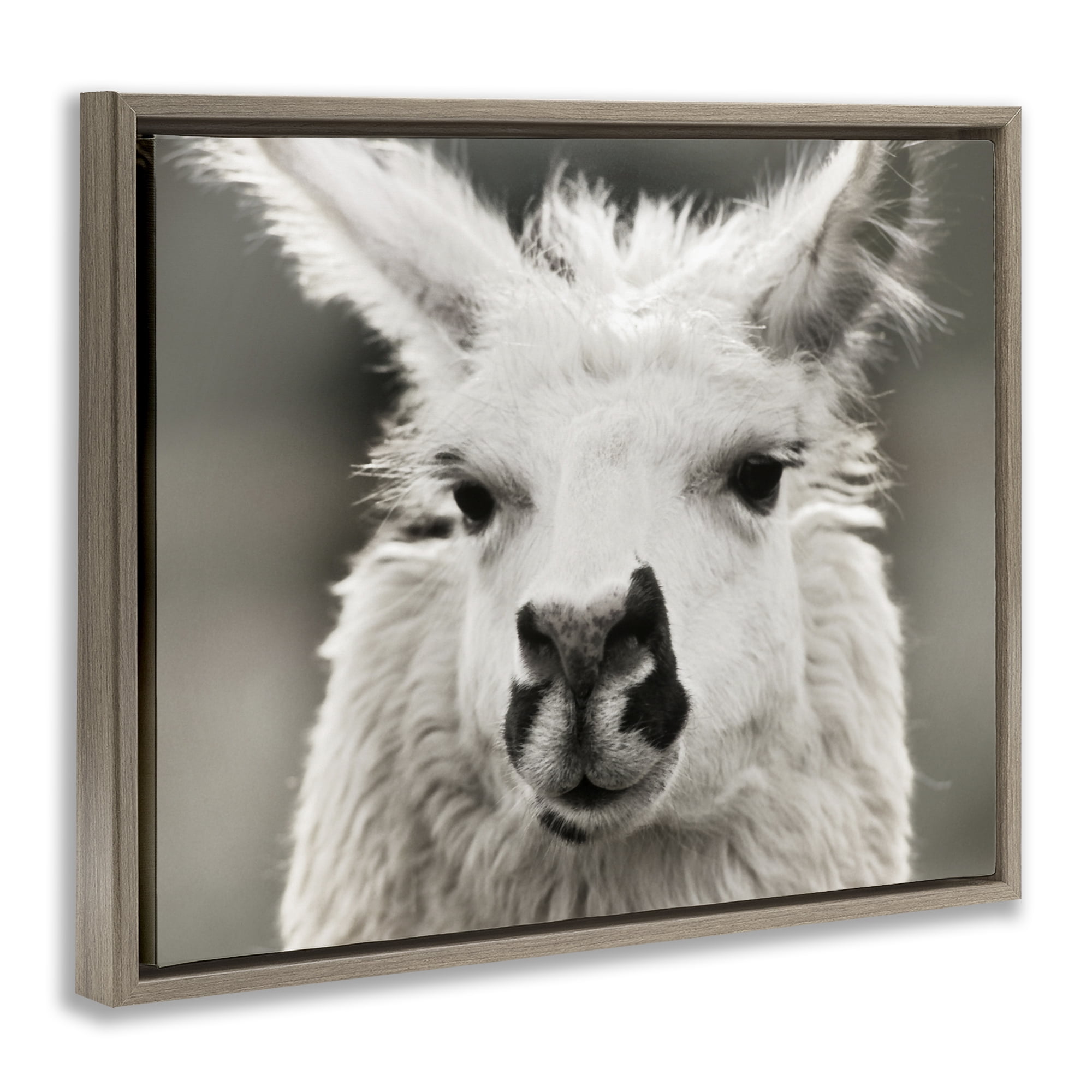 Stupell Industries Llama Gazing Portrait Animals & Insects Photography Brown Floater Framed Canvas Art Print Wall Art, 31 x 25