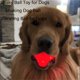 thumbnail image 3 of HEDGAUCP Pelota de Juguete para Perros Naranja y Azul, Vibrante y automática, Bola vibratoria para Perros, Juguete móvil automático, Perro tembloroso para Perros pequeños/medianos/Grandes, 3 of 5
