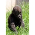 thumbnail image 2 of CafePress - Gorilla Baby002 Magnets - Rectangle Magnet, 2"x3" Refrigerator Magnet, 2 of 3
