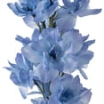 thumbnail image 3 of Ashland Light Blue Larkspur Stem, 3 of 3
