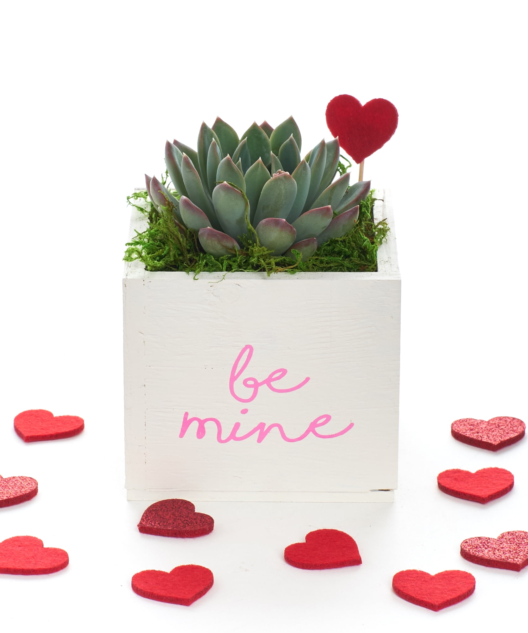 Be Mine Valentine S Day Succulent Planter Centerpiece Gift For Her Low Maintenance 4 White Succulent Planter Walmart Com