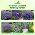 thumbnail image 2 of Outsidepride Nepeta MussiniiITSC&nbsp;Catmint Seeds - 2000 Seeds Perennial, Heat & Tolerant Flower Seeds for Planting Fragrant Blue Blooms, Alternative Fresh Catnip for Cats and Attracts Pollinators, 2 of 3
