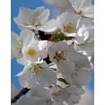 thumbnail image 2 of Burkhart, Monika 12x14 White Modern Wood Framed Museum Art Print Titled - Apple Blossoms IV, 2 of 4