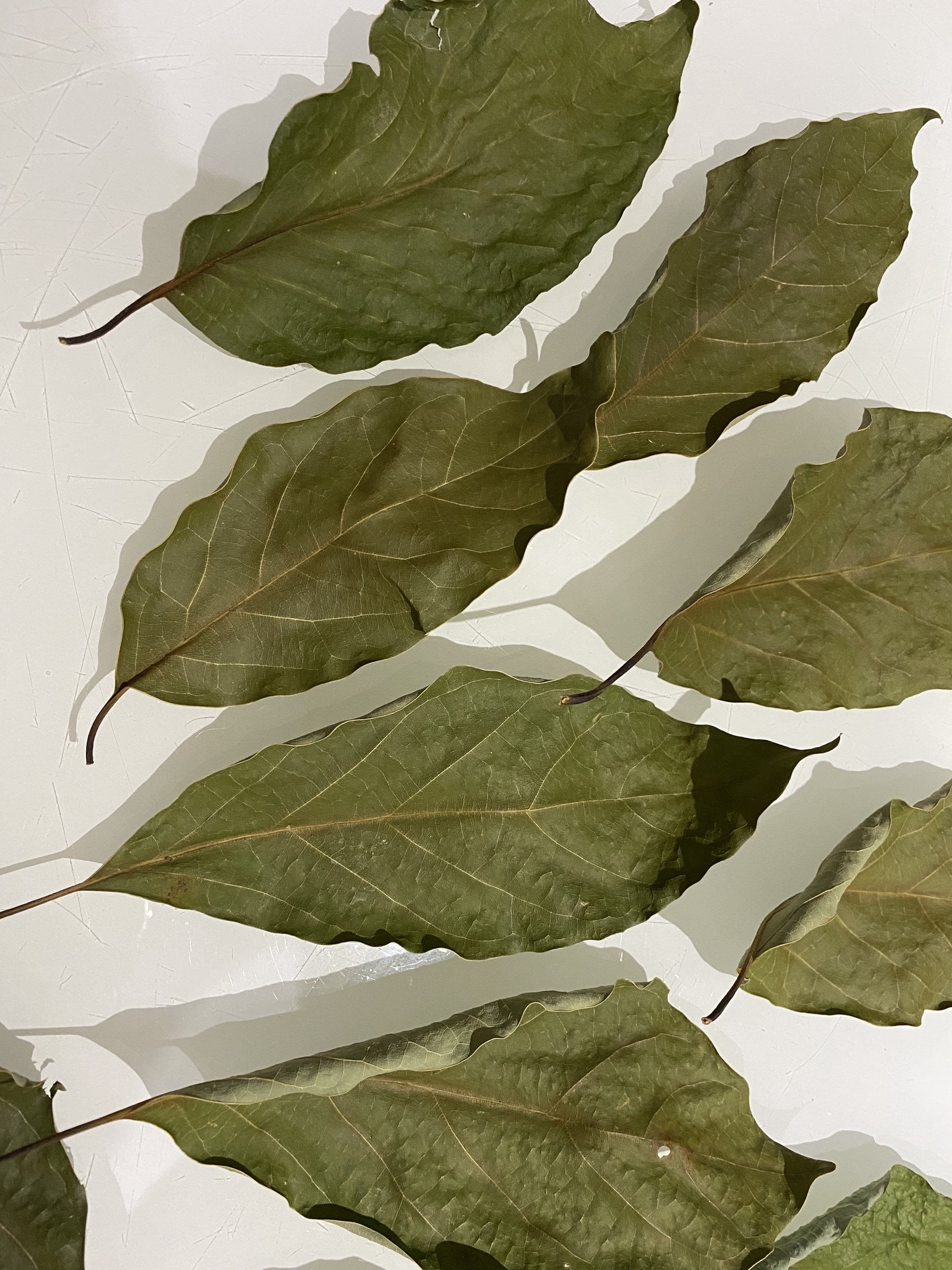 Dried Avocado Leaves, Hojas de Aguacate Seco, Avocado Leaves Tea: 2 oz
