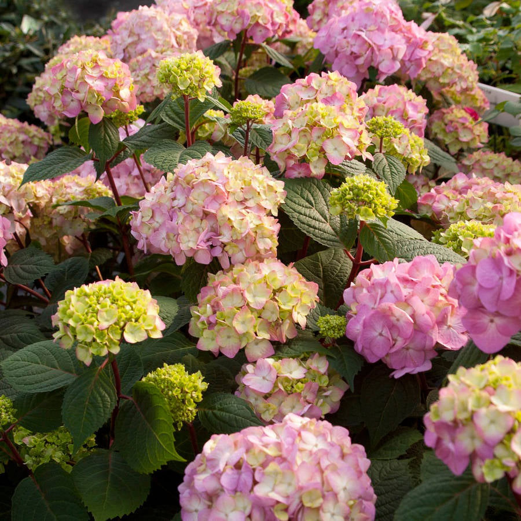 Endless Summer BloomStruck Reblooming Hydrangea Live Shrub in 2-Gallon Grower Pot