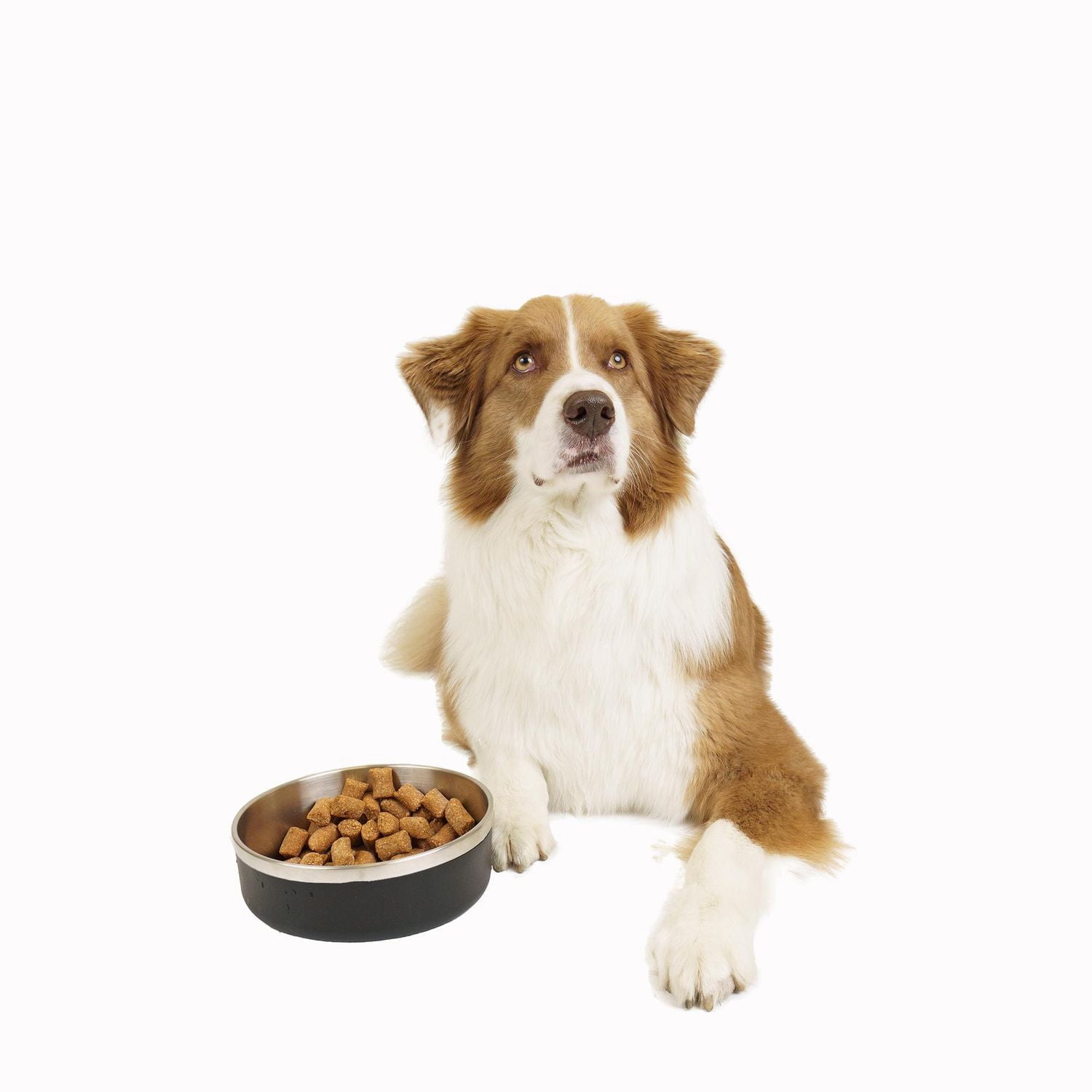 One Paw, Small Double Stainless Steel Dog Bowl, 1.3L (44 OZ), Small Double Stainless Steel Bowl