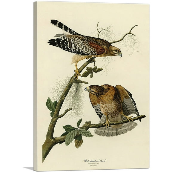 ARTCANVAS Red Shouldered Hawk Canvas Art Print by John James Audubon - Size: 26" x 18" (0.75" Deep)
