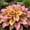 Hosta-B, variant on Rainbow Colorful Midnight Blue Hostas For Planting Cultivation Granules-(Non-Artificial)-Bloom Year After Year-Fast Growing, Home Decoration-Beautiful Gift Garden-Ornamental-Premium Garden Stakes
