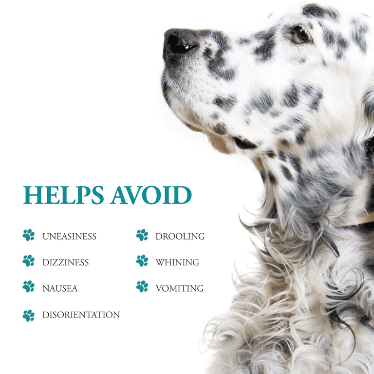 Natural Remedies For Dog Nausea
