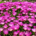 thumbnail image 3 of Purple Ice Plant Delosperma cooperi- Succulent Ground Cover, Drought-Tolerant, Full Sun, Low Water, Pollinator Attracting, Container-Friendly, Pet Safe 2 Gallon, 3 of 18
