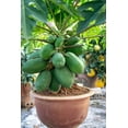 thumbnail image 4 of 10 Seeds DWARF WAIMANALO PAPAYA Solo Hawaiian Carica Fruit Tree Houseplant, 4 of 11