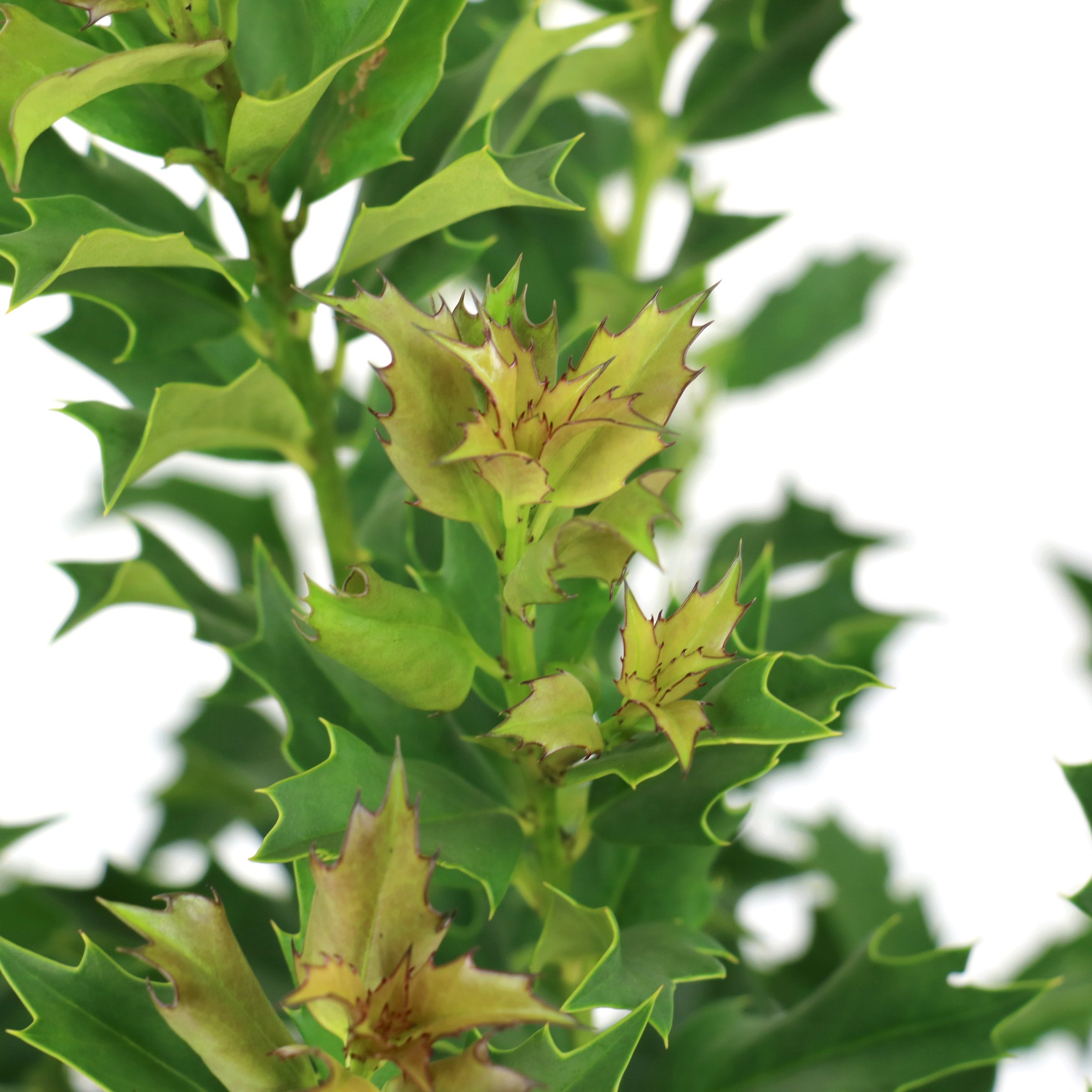 National Plant Network 3 gal. Ilex Green Flame Shrub