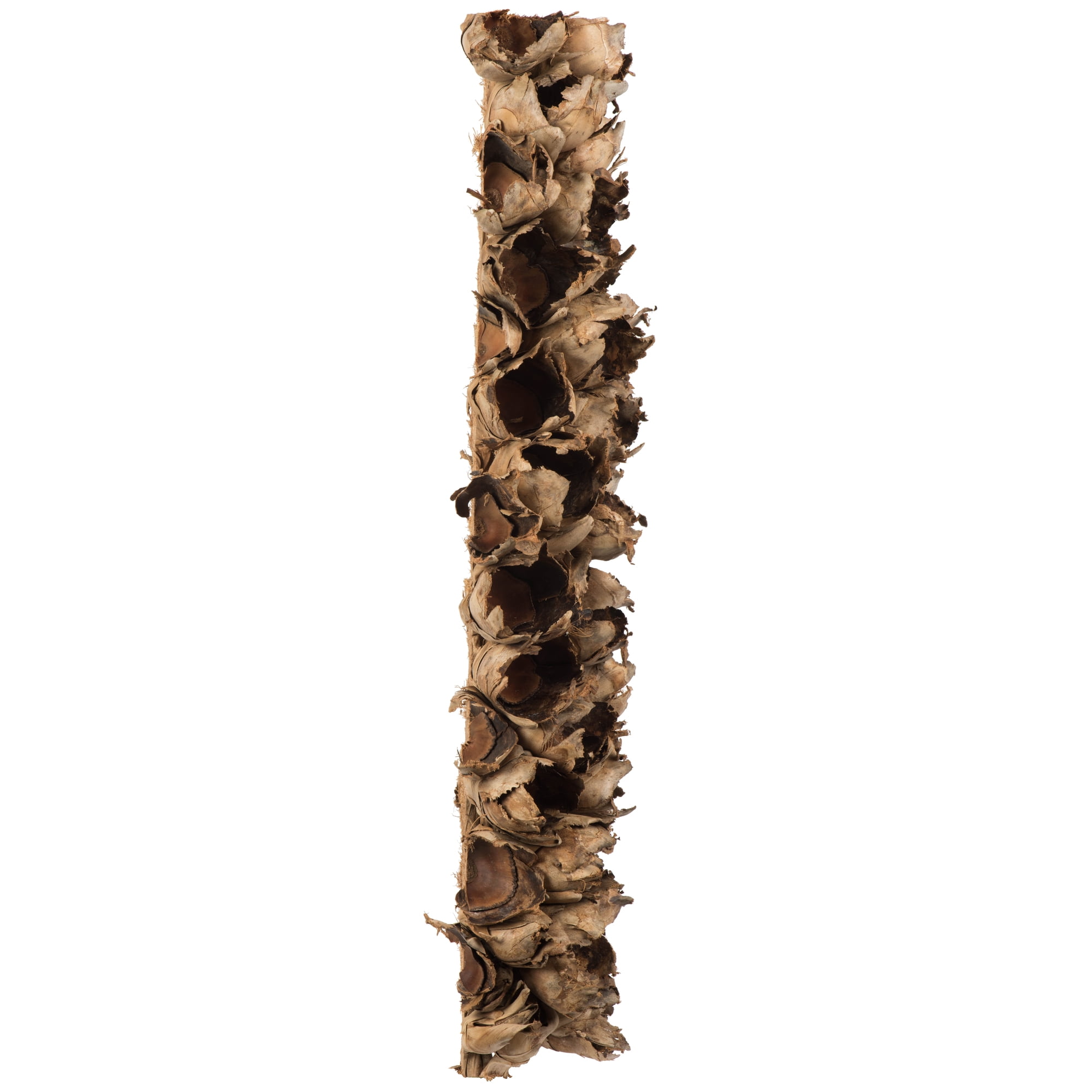 Vickerman 26-28" Natural Giant Seed Pod - Half
