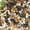 Pebbles, variant on 18-lb Bulk Bag Pebbles for Plants 1-1.5 ” Aquarium Gravel River Rocks Garden Outdoor Decorative Stones