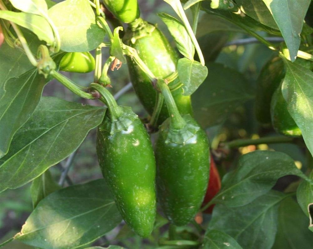 Mucho Nacho Jalapeno Pepper Plant - 2.5