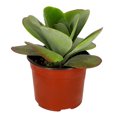 thumbnail image 2 of planta natural kalanchoe thyrciflora 6 pulgadas, 2 of 4