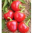 thumbnail image 3 of GSDWIUEW Graines Piment Fort Cerise Rond Rouge Légume d'Héritage pour la Plantation, 3 of 8
