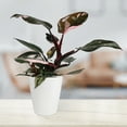 thumbnail image 2 of Wild Interiors 8-14" Tall Pink Princess Philodendron Live Plant in 5" White Ceramic Pot, House Plant, 2 of 7