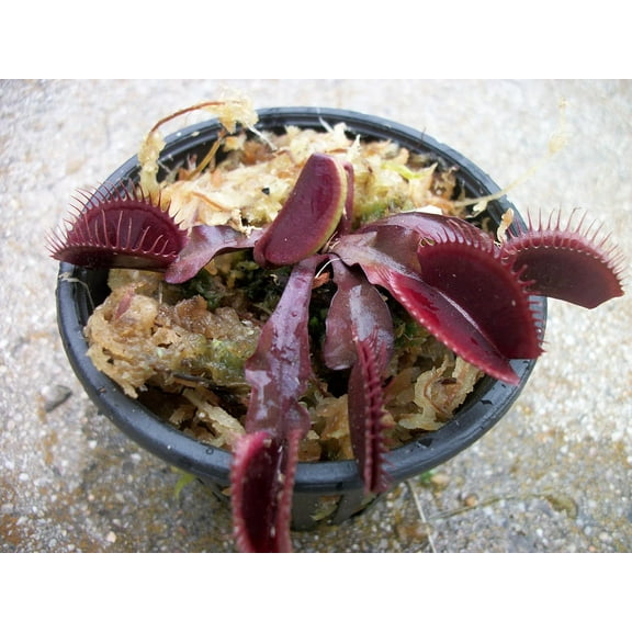 Large Sized Red Dragon Venus Flytrap (Fly Trap) Carnivorous Plant 3 inch Pot