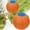Orange, variant on 18 Inch Extra Large Inflatable Dog Ball, Tear Resistant Durable Play Ball with Handle Cover & Free Air Pump, Interactive Outdoor Exercise Toy for Medium Large Dogs