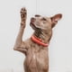 thumbnail image 3 of Colr de perro con luz LED con pis, suministros para mascotas, cachorros, luz nocturna para gatos Rojo Yuyangstore Collar luminoso, 3 of 8