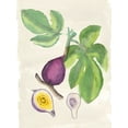 thumbnail image 2 of McCavitt, Naomi 19x24 White Modern Wood Framed Museum Art Print Titled - Watercolor Fruit I, 2 of 4