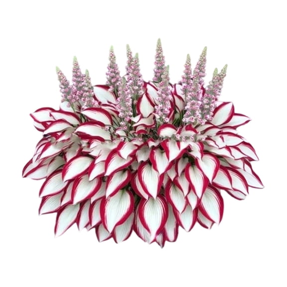 Artificial Potted Decorative Succulent Plant Layered Leaves Faux Floral Spikes Home Office Tabletop Display Ornament