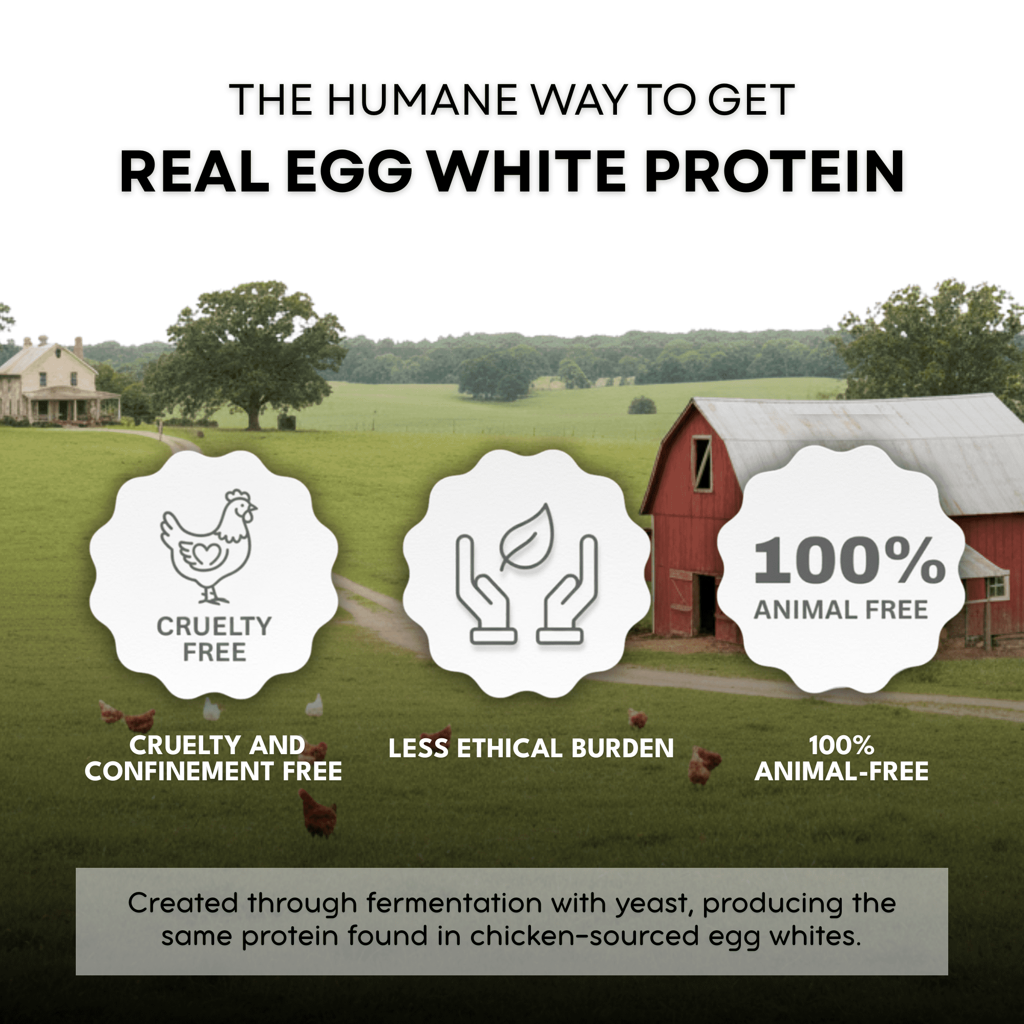 Healthier Comforts Animal-Free Egg White Protein Powder (8oz) | Unflavored | Vegan Egg Omelet, Angel Food Cake, Meringue, Shakes, Baking | Cholesterol-Free, Dairy-Free, High Protein