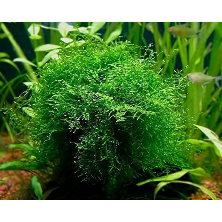 5 Java Moss Portions Vesicularia Dubyana Aquatic Moss Live Aquarium Plants  ✓