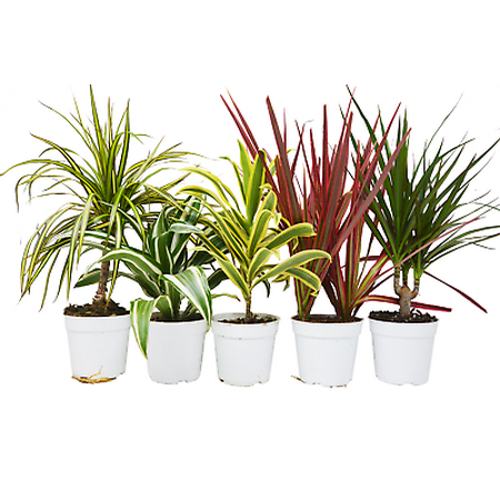 5 Different Dracaenas Variety Pack - Live House