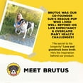 thumbnail image 7 of Brutus Bone Broth Probiotic Meal Toppers for Dogs Mega Pack (Pork) - Pet Food Topper - Bone Broth Powder Fortified - Pet Safe Human Grade Dog Food Topper - Makes Up to 130 Liquid Oz, 7 of 7