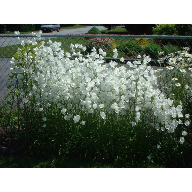 500 White PEACH LEAVED BELLFLOWER Campanula Persicifolia Flower Seeds