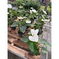 thumbnail image 2 of RedCrocus Flamingo Flower Anthurium - Assorted Indoor Plant, Bright Evergreen Foliage, Year-Round Blooms, Pet-Friendly, Container & Garden Use  6" Pot, 2 of 28