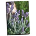 thumbnail image 2 of Gango Home Decor Lavender II by Karyn Millet (Ready to Hang); One 24x36in Hand-Stretched Canvas, 2 of 4