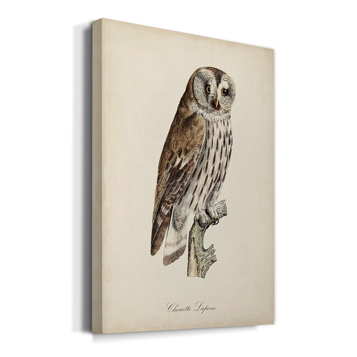 French Owls III Premium Gallery Wrapped Canvas - Ready to Hang
