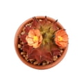 thumbnail image 3 of Mainstays 4.72" Artificial Potted Cactus - Red with Orange Flowers, 3 of 6