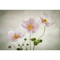 thumbnail image 2 of Disher, Mandy 32x23 White Modern Wood Framed Museum Art Print Titled - Anemones, 2 of 4