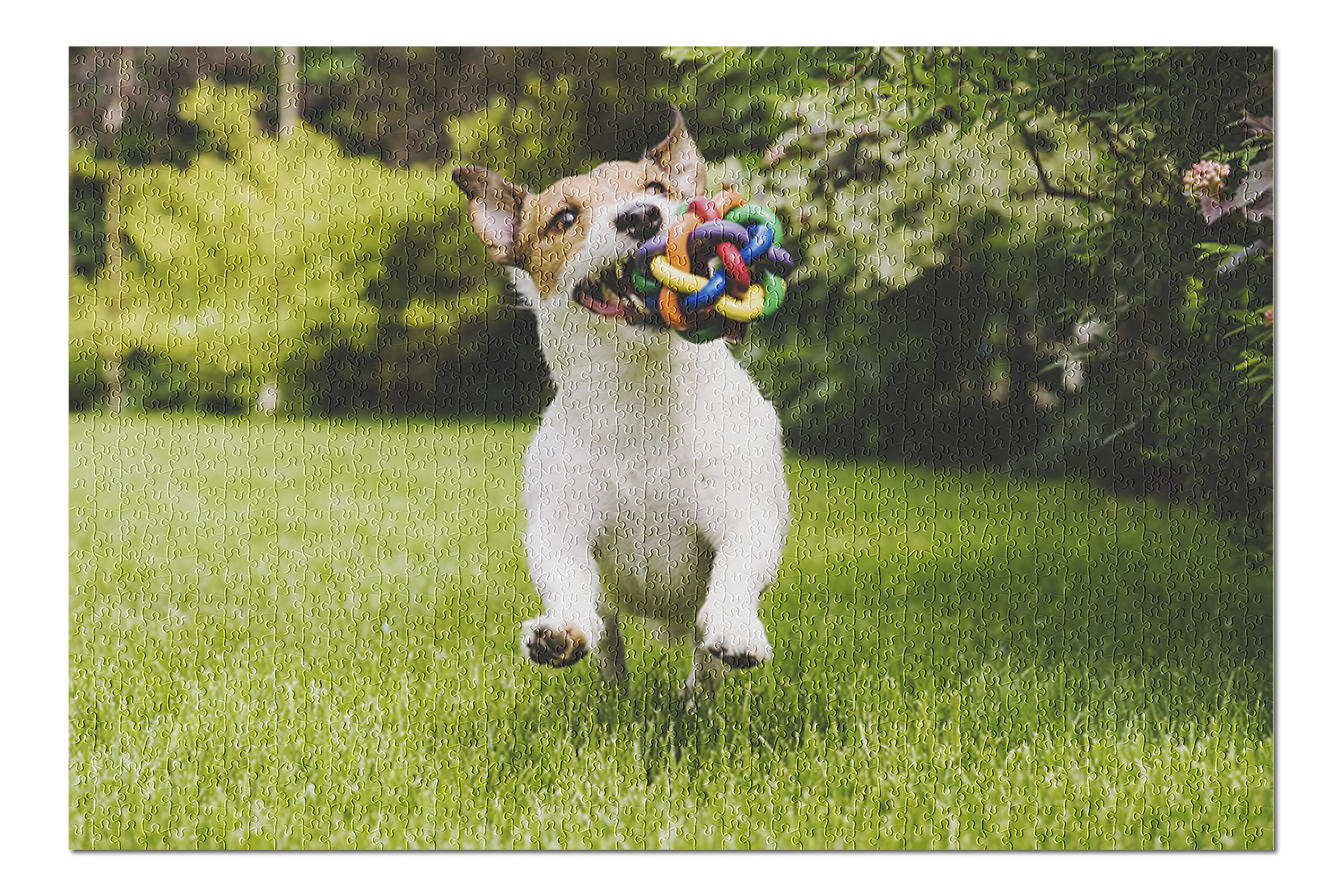 Jack Russell Running with a Toy Photography A90762 (20x30 Premium 1000