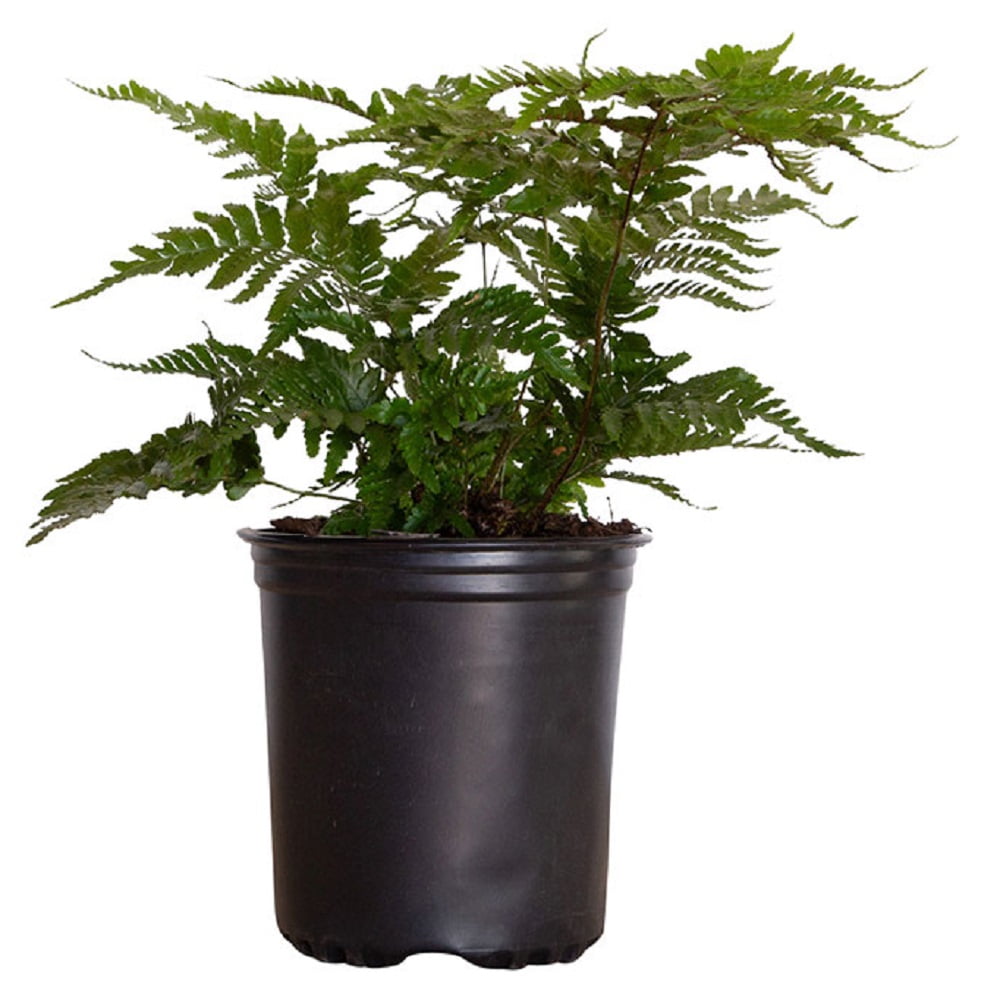 Autumn Fern (2.5 Quart) Orange-Red New Foliage - Part Shade Live Outdoor Plant