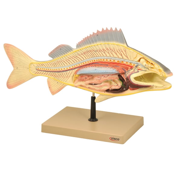 Eisco Labs Fish Dissection Model (Perch); fish 19.5 inches long