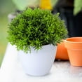 thumbnail image 4 of 2PCS Artificial Potted Small Greenery,Realistic Mini with Flowers for Indoor Home Decor,Desktop Table Centerpiece for Bathroom,Farmhouse Displays,Mother's Day,Christmas Gifts, 4 of 6