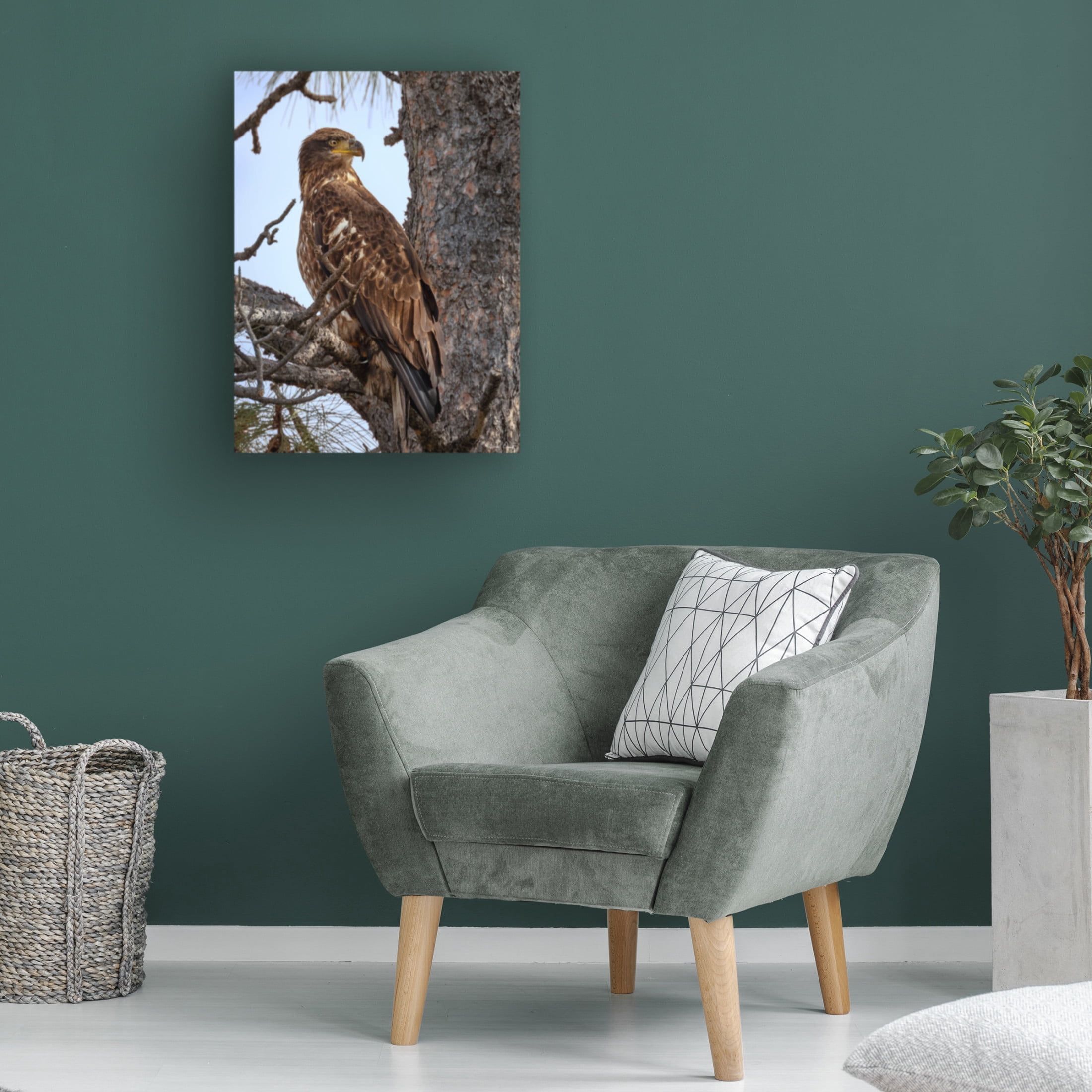 Trademark Fine Art David Drost Juvenile Bald Eagle Canvas Wall Art