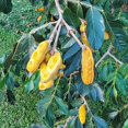 thumbnail image 5 of Ice Cream Bean Tree, 12-14" Tall Live Ice Cream Tree Live Plant in 1 Gallon Pot, Inga Edulis Trees, Perennial Tropical Sweet Fruit Plant for Home Garden, 5 of 5